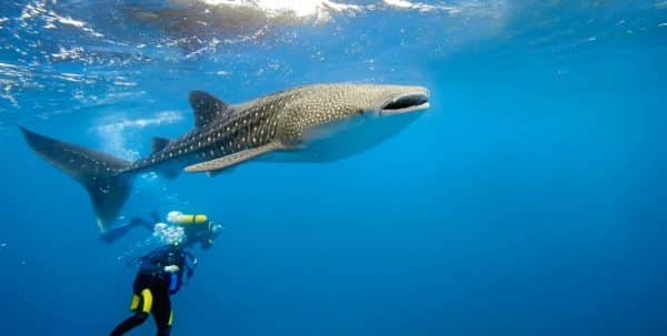 viajar a maldivas: experiencia de buceo con tiburón ballena