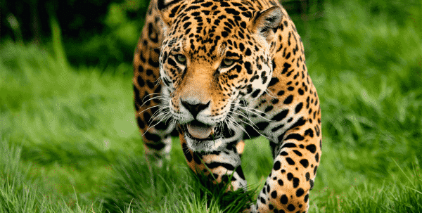 leopardo